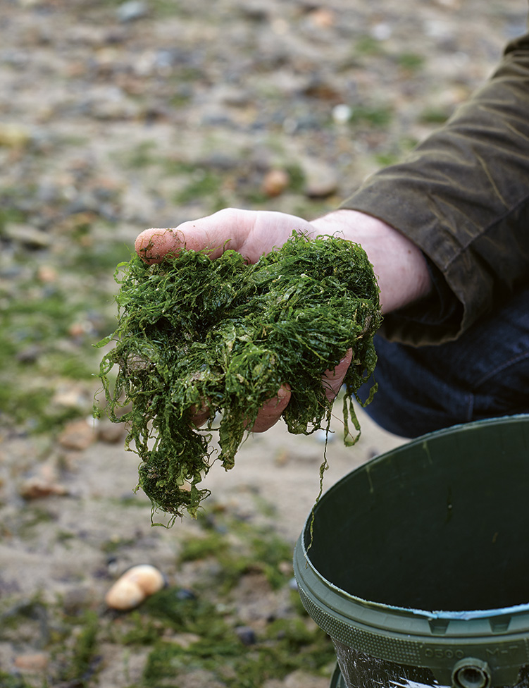 Kentish seaweed, collected by Harris