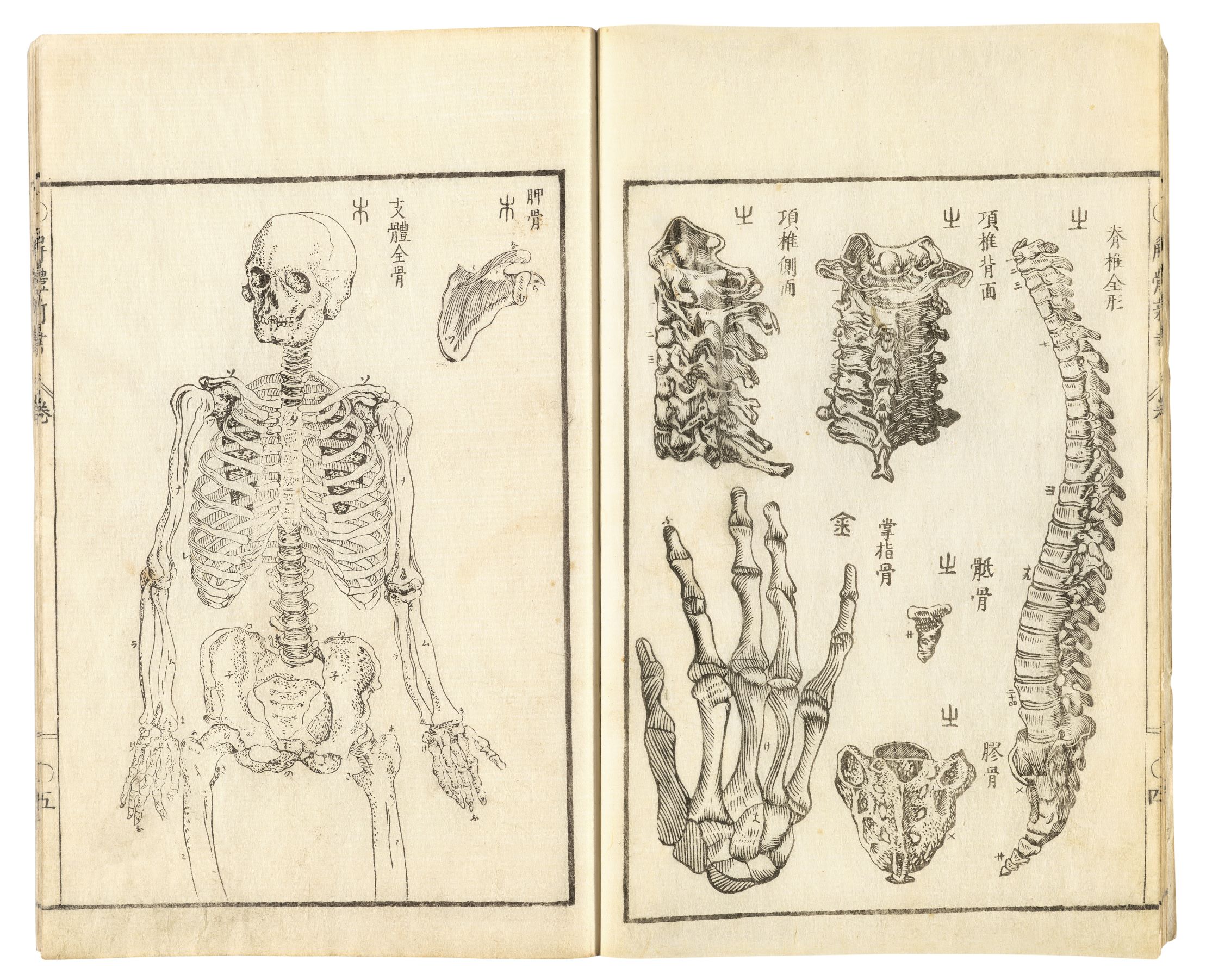 Two pages from Kaitai shinsho, 1774