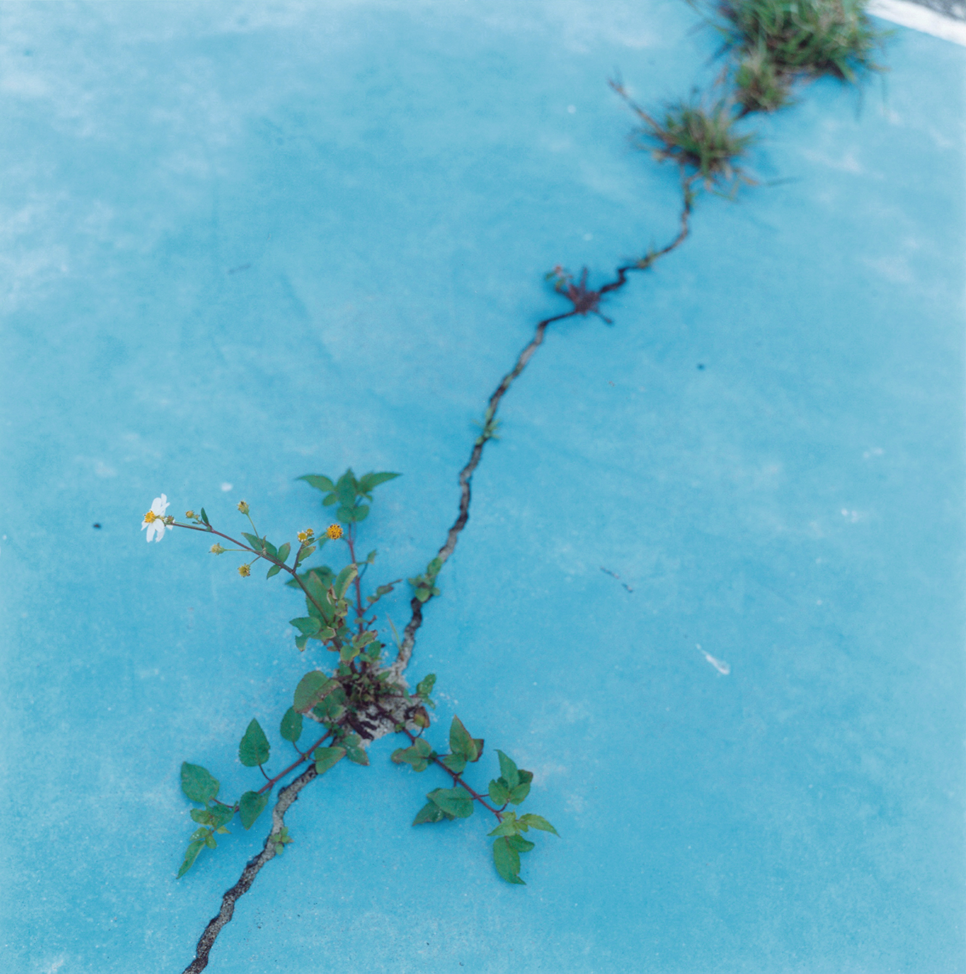 Rinko Kawauchi, Untitled, from the eyes, the ears, 2005