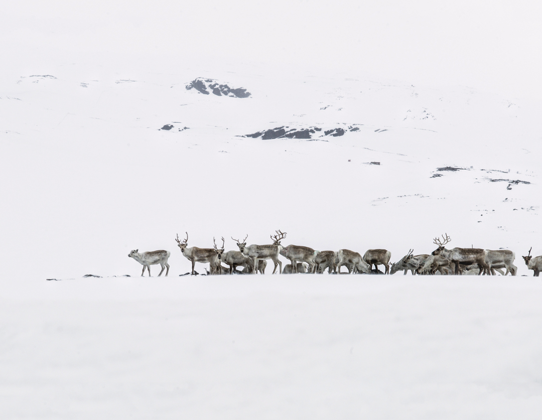 Reindeer. All photographs by Magnus Nilsson, for The Nordic Baking Book