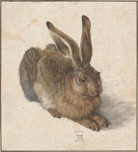 Albrecht Dürer, Hare, 1502