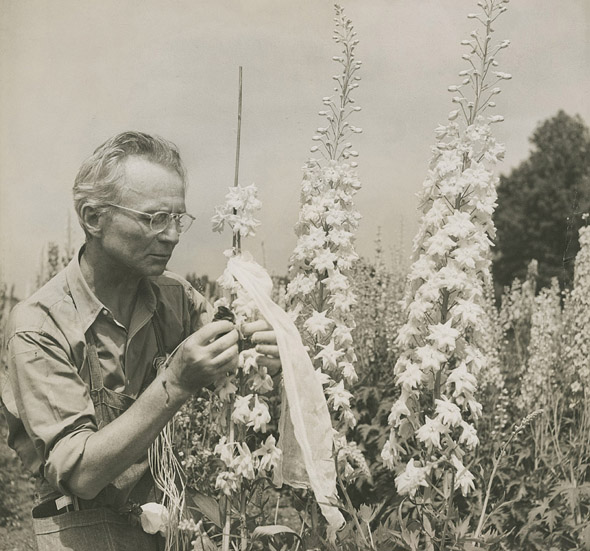 Edward Steichen with delphiniums (c. 1938), Umpawaug House (Redding, Connecticut). Photo by Dana Steichen. Gelatin silver print. Edward Steichen Archive, VII. Image courtesy of The Museum of Modern Art Archives