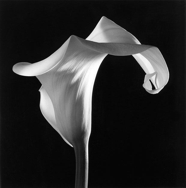 Robert Mapplethorpe, Calla Lily, 1988, Gelatin Silver Print © Robert Mapplethorpe Foundation. Mapplethorpe Flora: The Complete Flowers, Phaidon