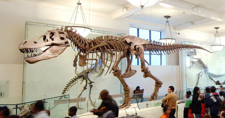 A display at the  American Natural History Museum