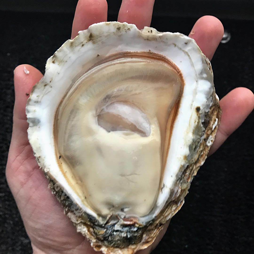 Redzepi with a huge oyster