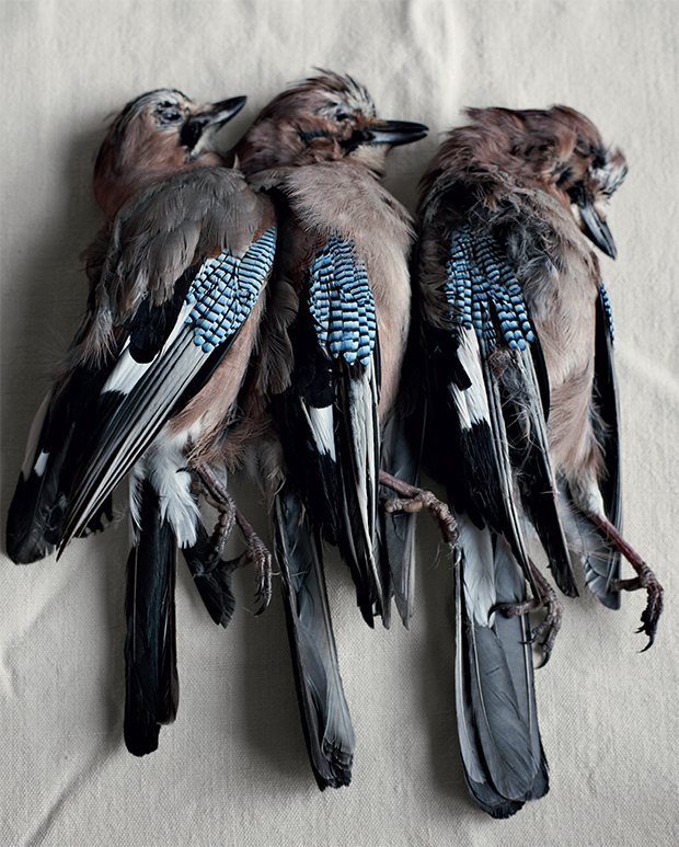 Jays, from A Work In Progress