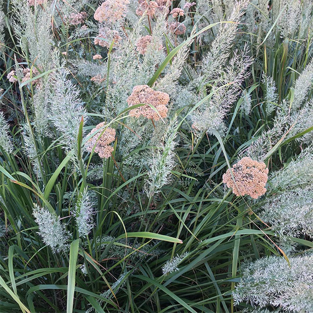 Yarrow and grass, designed by Piet Oudolf, on the High Line, New York by Stephen Shore. Image courtesy of Stephen Shore's Instagram